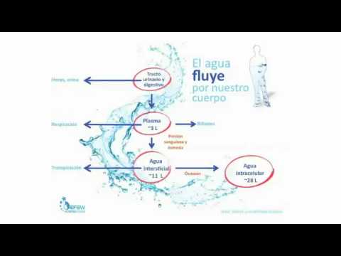 El proceso del agua en el cuerpo humano: clave para la salud