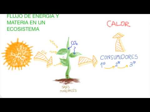 El Significado del Flujo de Energía y el Ciclo de Materia en los Ecosistemas