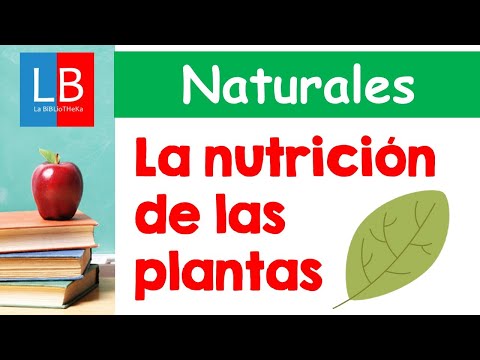 De dónde obtienen los nutrientes las plantas: una explicación detallada