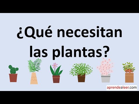 Qué necesitan las plantas para crecer: guía para niños