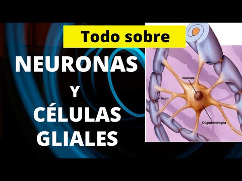 ¿Cuál es la importancia de las células gliales en el organismo?