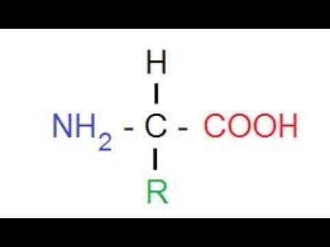 ¿De qué están formados los aminoácidos?