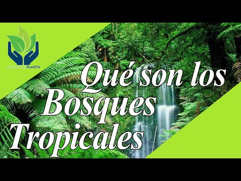 La vegetación y fauna exuberante en el bosque tropical.