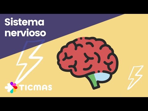 Cómo se clasifica el sistema nervioso central: una guía completa