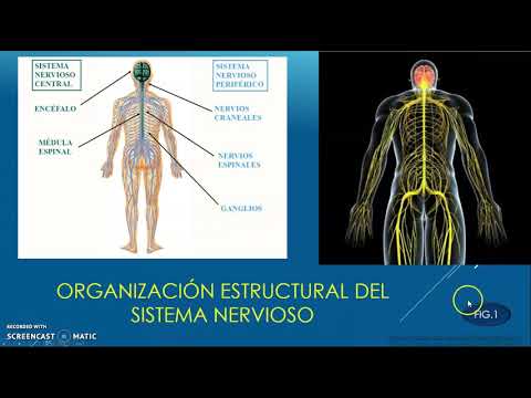 ¿Cuál es la unidad estructural y funcional más pequeña del sistema nervioso?