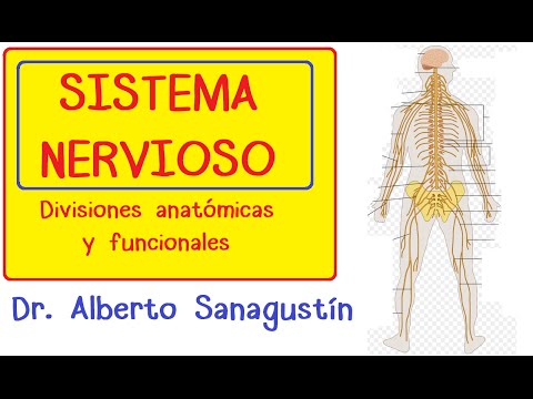 Unidad anatómica del sistema nervioso: importancia y funciones destacadas.