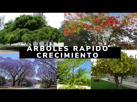 El bosque que conserva su follaje verde todo el año