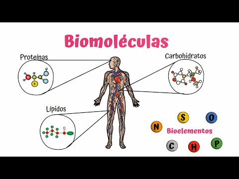 Macromoléculas naturales: sus funciones y beneficios en la salud.