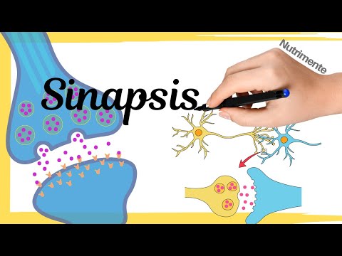 Características destacadas de la sinapsis eléctrica en el cerebro