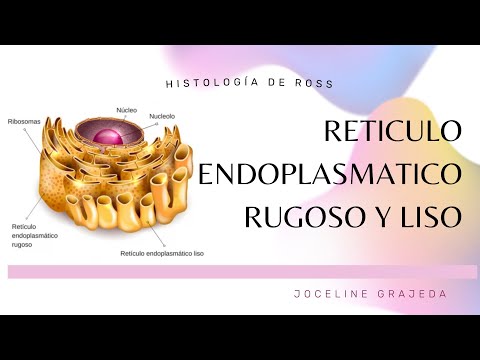 Reticulo endoplásmico liso: histología y funciones desempeñadas