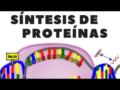 Iniciación de la síntesis de proteínas: un proceso esencial en la célula