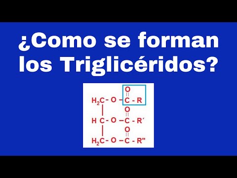 Formación de los triglicéridos: estructura y composición