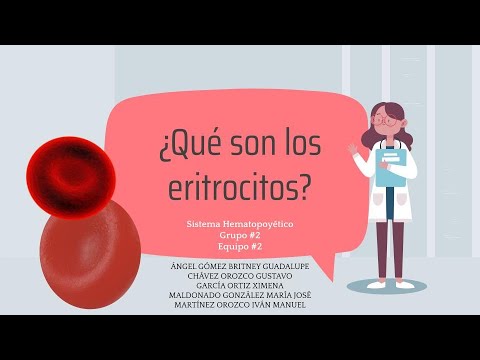 ¿Cuántos ATPs producen los eritrocitos humanos por molécula de glucosa?