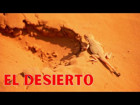 ¿Dónde se localizan los desiertos en el mundo?