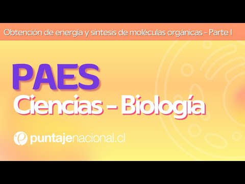 Organismo capaz de sintetizar moléculas orgánicas a partir de materia orgánica