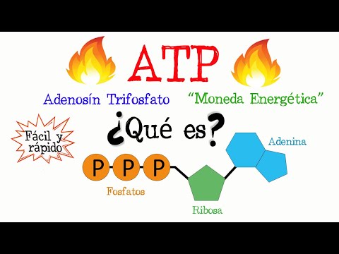 El papel de las enzimas y el ATP en el metabolismo: Un análisis completo