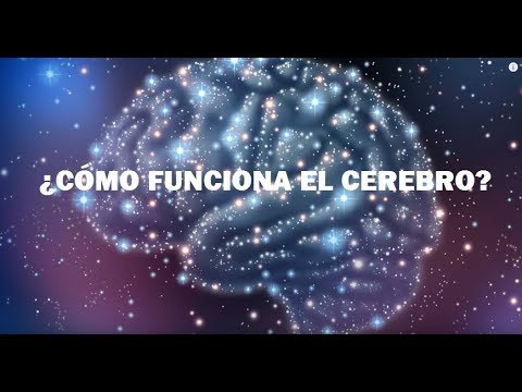 El cerebro analiza información recibida de los sentidos en artículo.