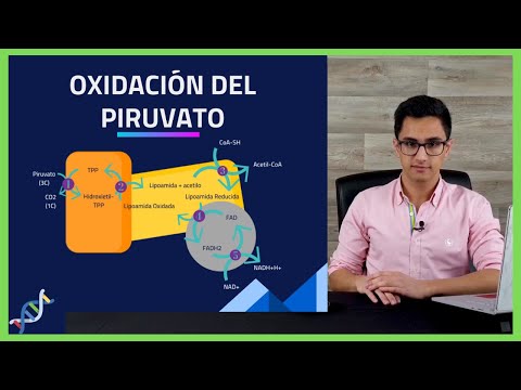 Descarboxilación oxidativa: del piruvato a acetil-CoA