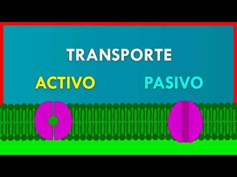 El proceso de transporte a través de la membrana celular