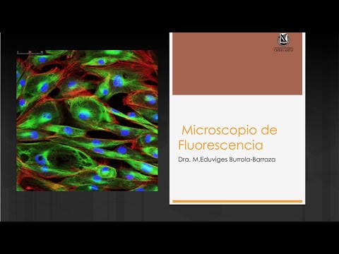 Microscopio de fluorescencia: ¿Para qué se utiliza?