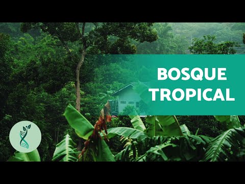 El bosque tropical: clima, flora y fauna en peligro.
