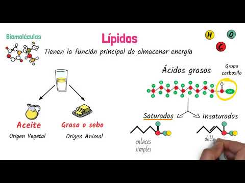 Clasificación de las grasas o lípidos: un análisis completo