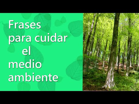 Frases cortas de ecología y medio ambiente: inspiración sostenible