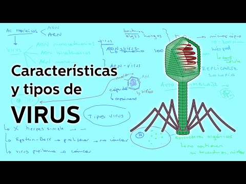 virus mas comunes y sus caracteristicas