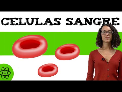 Células que se encuentran en la sangre: ¿qué son y qué hacen?