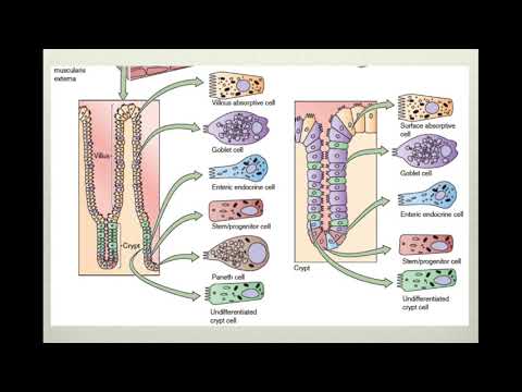 Anatomía y fisiología: El intestino delgado en detalle.