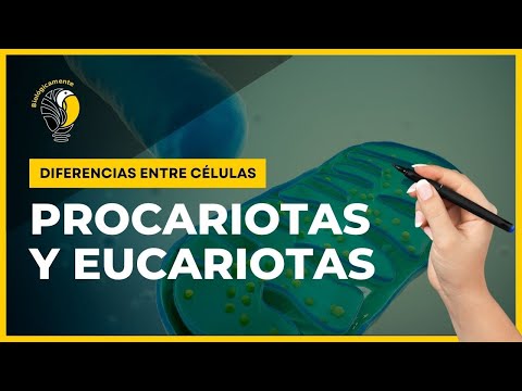 El metabolismo de las células procariotas y eucariotas: una comparación.