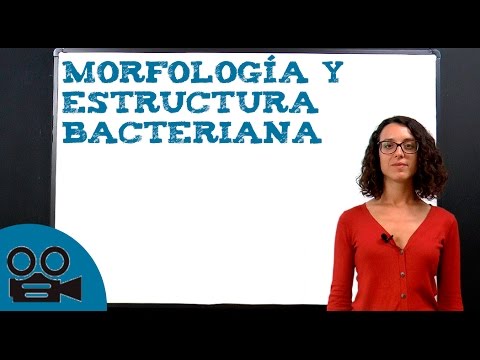Estructura y morfología de las bacterias: un análisis detallado.