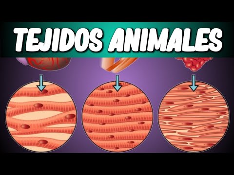 El tejido animal, un aliado para el movimiento y la vida.