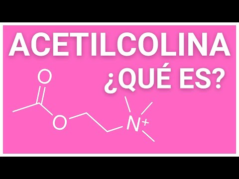 Estructura química de la acetilcolina: Una mirada detallada.