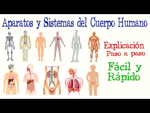 Cómo envían y reciben información los sistemas del cuerpo entre sí