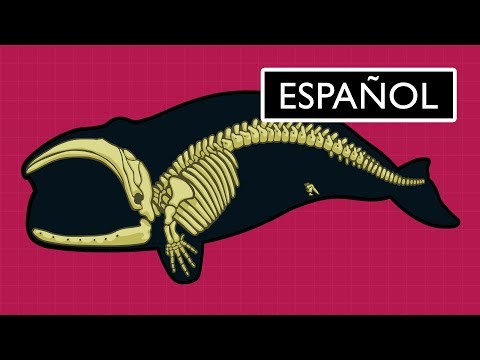 Evidencias de la teoría de la evolución en procesos históricos y científicos