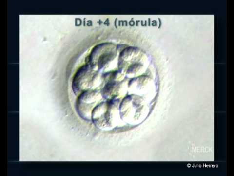 ¿Cuáles son los 4 tipos de desarrollo embrionario que existen?
