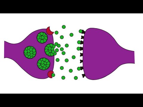 La forma en la que las neuronas se comunican: un análisis.