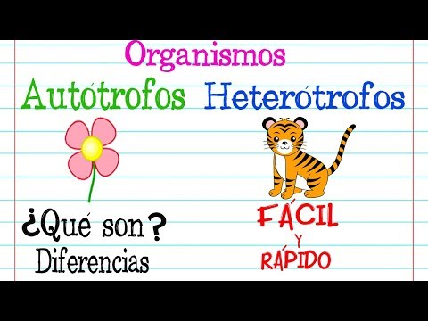 Ejemplos de la nutrición autótrofa: una guía completa y concisa