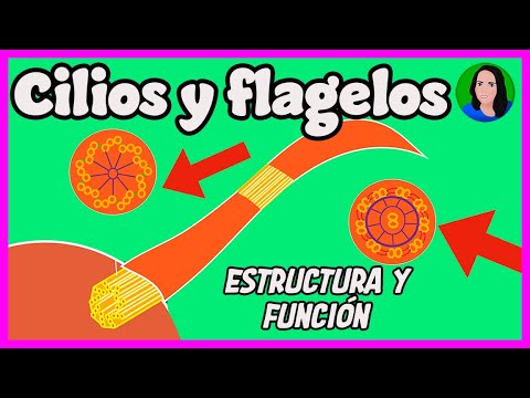 Componentes estructurales de un cilio y flagelo: un análisis detallado