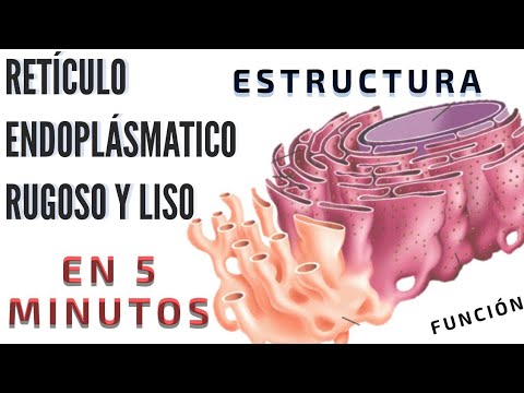 El retículo endoplasmático liso y sus partes fundamentales