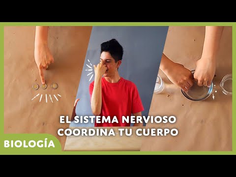 Explora las respuestas generadas por tu sistema nervioso