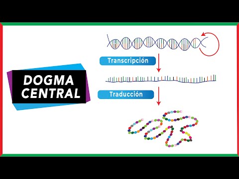 Dogma central de la biología molecular: una maqueta explicativa