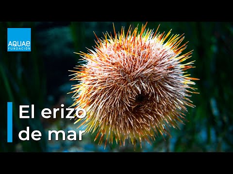 El erizo de mar: ¿depredador o presa?