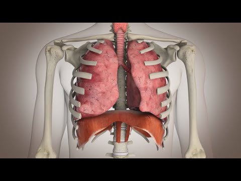 Las funciones de cada órgano en el aparato respiratorio.