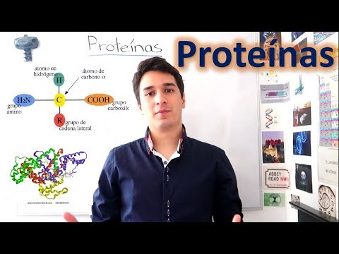 Reacción del ácido con las proteínas: ¿en qué consiste?