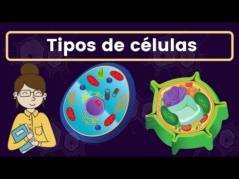 Cuáles son los dos tipos básicos de células en nuestro cuerpo