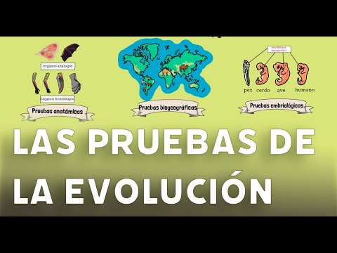 Ejemplos de Evidencias Indirectas de la Evolución: Una Mirada Profunda