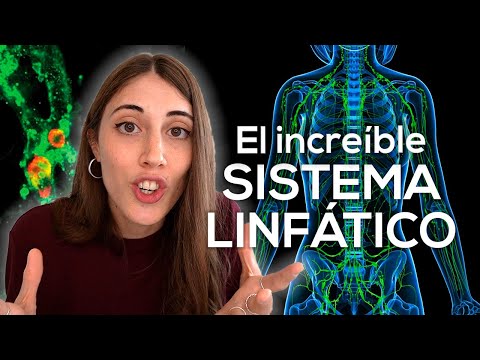 Esquema del sistema linfático: sin nombres ni puntos de referencia