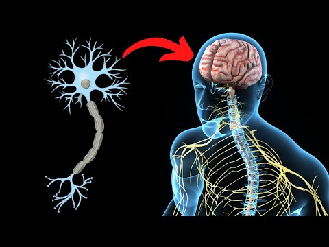 Las estructuras que forman el sistema nervioso central: una visión general.